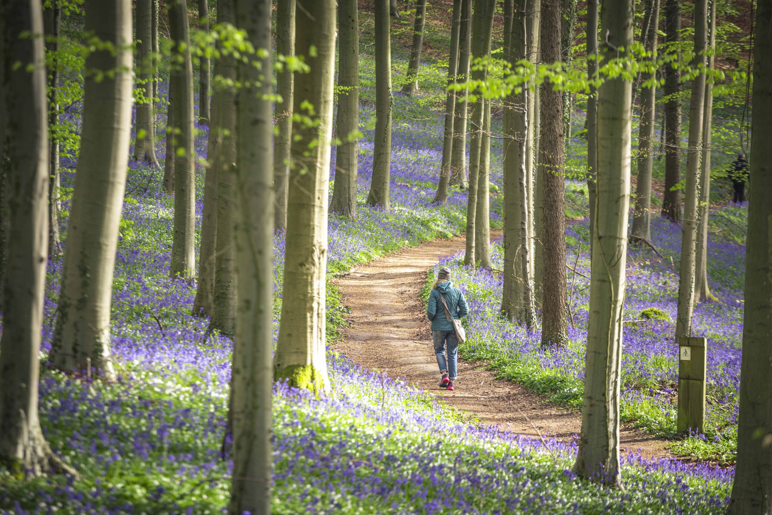 Bezoek het Hallerbos